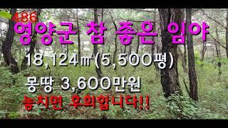 경북 영양군 청기면 경사완만한 쓸만한 임야 급매물!!