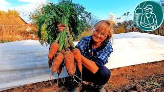 Harvesting carrots and choosing a high-yielding variety using the Gordeevs' technology