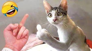 Funniest Animals 2023  New Funny Cats and Dogs Videos  Part 5