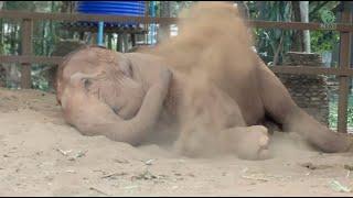 ThaiKoon's Peaceful Nap at Elephant Nature Park - ElephantNews