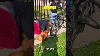 This Man Saved a Dog’s Life With CPR
