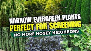 7 Narrow Evergreen Plants That Are PERFECT for Screening  // NO MORE NOSEY NEIGHBORS! 