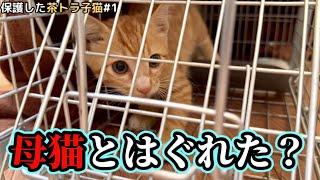 草むらで鳴き続けていた子猫を保護しました。