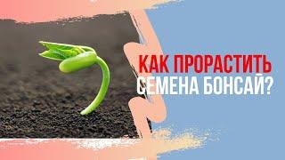 Как правильно проращивать семена Бонсай? Growing Bonsai From Seed!