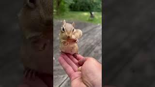 cute funny squirrel eating peanuts video