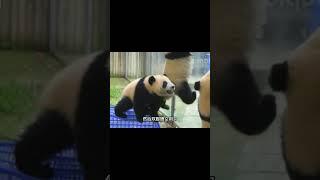 萌兰从小就仗义#熊猫生活 #panda #大熊猫 #大橙子数据 #animals #萌兰 #搞笑 #cute #funny