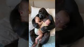 Gorillas sleep with babies..#gorilla #baby#shorts#cute#funny#love#animals