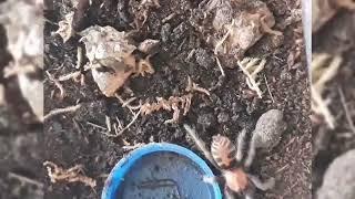 tiger rump #nature #video #all #wildlife #tarantulasoftheworld