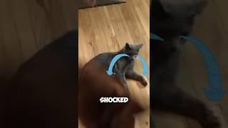 Kitty Crying , BFFs? More Like BFTs (Biggest Furry Traitors!)