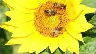 Honeybees and Piano Harmony: Relaxing Sounds for Garden Therapy 