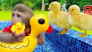 Monkey Baby Bim Bim uses toilet paper and naughty in the Pool with puppy and duckling