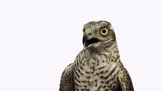 Hunting With Sparrowhawks - A video by Falconcentre