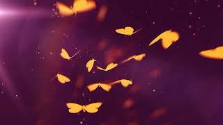 Intro Video Motion Graphic Butterfly Effect Animation | Free Video Background