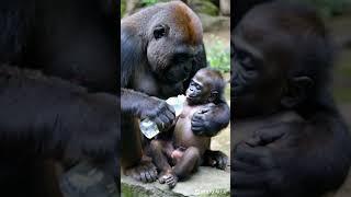 They are very good friends. #funny #beauty #pets  #gorilla #cute #monkey #chimpanzee #christmas