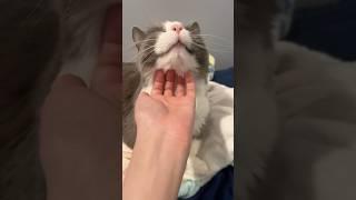 Petting cat
