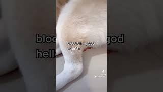 My dog is on her period again. Lol! #viral #dog #blood