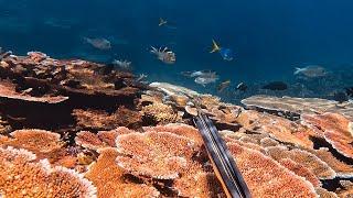 Spearfishing On a Coral Reef Aquarium - Reef Fish & Grouper