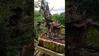 vườn cảnh đẹp #bonsai