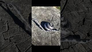 Snail. Forging. Without welding.