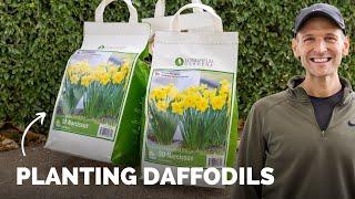 Planting Daffodils Ahead for Spring! | Gardening with Wyse Guide