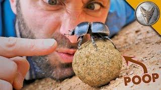 Dung Beetle BATTLE!