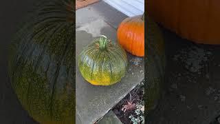 CAN A GREEN PUMPKIN BE TURNED ORANGE? #shorts #halloween