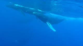 Huge 10-whale Humpback Whale heat run pod armada swimming under our raft in Maui (GoPro)!