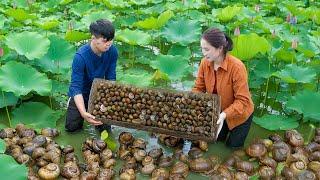 How to Harvest many Rock Snails with a Trap to sell | Traditional Farm Life | Lý Thị Hoa