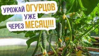 Топ 8 ультраранних сортов огурца. Как получить ранний урожай огурцов? Лучшие сорта ранних огурцов