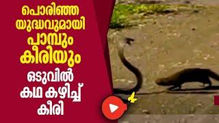 Snake vs Mongoose fighting | പൊരിഞ്ഞ യുദ്ധവുമായി പാമ്പും കീരിയും.ഒടുവില്‍ കഥ കഴിച്ച് കീരി