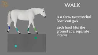 HORSE GAITS  PART 01 - WALK CYCLE ANALYSIS