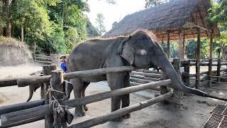 A Baby Elephant Shows Off Its Power! At Thai Elephant Conservation Center.