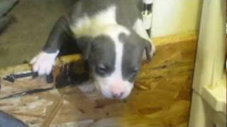 BLUE NOSE PITBULL PUPPY STRONG AT 3 WEEKS!
