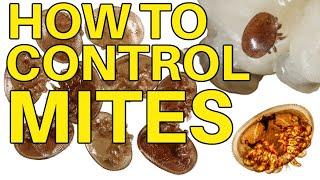 Beekeeping Is All About How To Control Mites | Treat or Not To Treat?