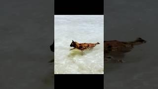 SAILBOAT CAT LOVES WATER #sailinglife #sailing  #oceanlife  #travel #catlife  #catshorts