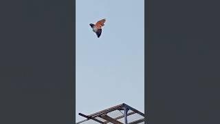 #indian #birds #kabootarba #pigeon #viralvideo