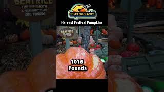 Harvest Festival Giant Pumpkins