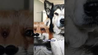 Hunt to Constellation:Canis Major and Canis Minor from Teumessian Fox and Laelaps in Greek Mythology