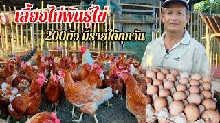 เลี้ยงไก่พันธุ์ไข่ สร้างรายได้ทุกวัน เลี้ยงง่ายๆ ขายไข่ไก่ทุกวัน ขายไข่วันละ4-5แผง