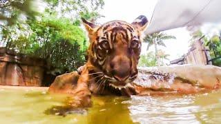 Twin Tiger Cubs Go Swimming For The First Time | Tigers About The House | BBC Earth Kids