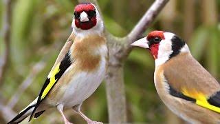 Garden Birds - Goldfinch, Robin, Dunnock and House Sparrows