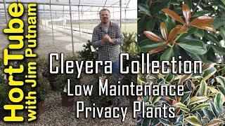 New Cleyera Varieties - Perfect Privacy Plants with Year Round Interest