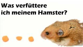 Was verfüttere ich meinem Hamster?