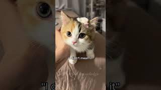 Adorable Ways Cats Apologize to Their Owners #CatFacts #CatApology