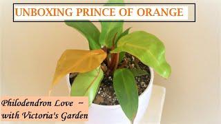 Unboxing Philodendron Prince of Orange - relaxing potting day and bonus care tips.