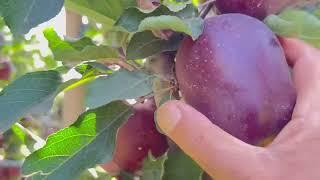 Adam Super | Shahnawaz khan | By Horticulture updates | on 03/09/2022