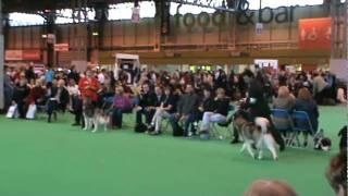 Ivan and Inca at Crufts 2010