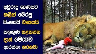  The වුල්ෆ් and ද LION : Movie Review Sinhala | Movie Explanation Sinhala | Sinhala Movie Review