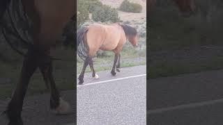 Spirit the Wild Mustang #spirit #wyoming  #montana #wildhorses