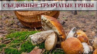 Съедобные трубчатые грибы. Съедобные грибы фото и названия